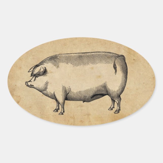 Adesivo Oval Vintage Pig Sticker (Frente)