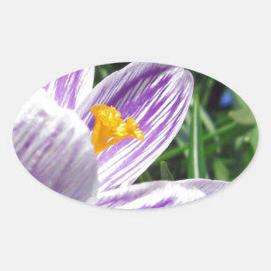 Adesivo Oval Violet Saltas Crocus