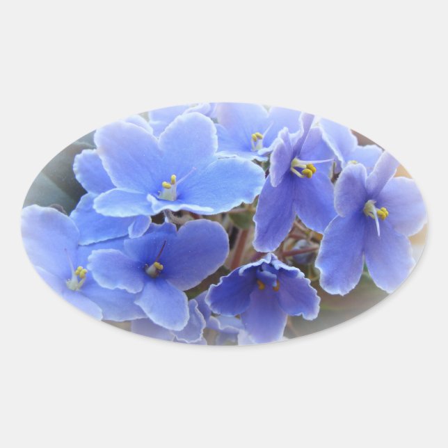 Adesivo Oval Violetas africanos azuis (Frente)