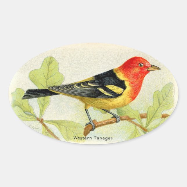 Adesivo Oval Western Tanager (Frente)