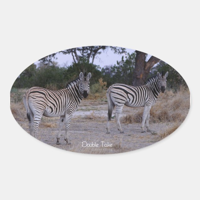 Adesivo Oval Zebra Double Take Foto (Frente)