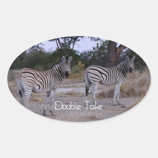 Adesivo Oval Zebra Double Take Foto (Frente)