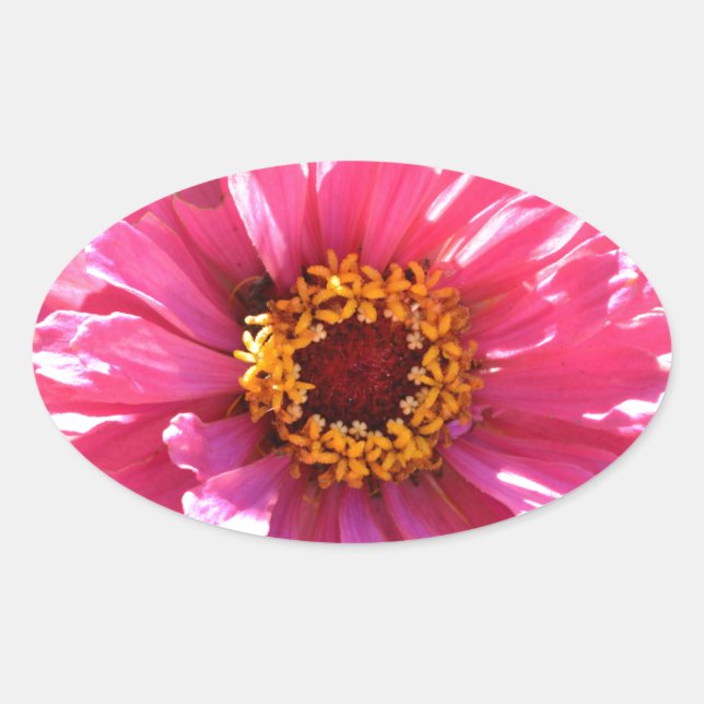 Adesivo Oval Zinnia Rosa (Frente)