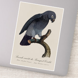 Adesivo Papagaio-Cinzento-de-Timneh, Psittacus Timneh