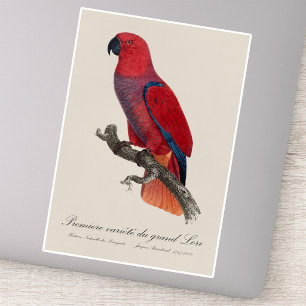 Adesivo Papagaio Eclectus de Vosmaer, Eclectus Roratus Vos