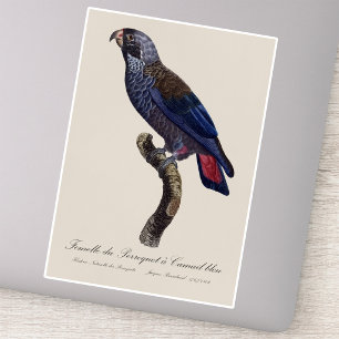 Adesivo Papagaio-repoludo, Pionus fuscus