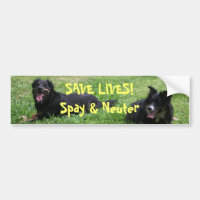 A abadia e Roxy dizem: SALVAR VIDAS! Spay &