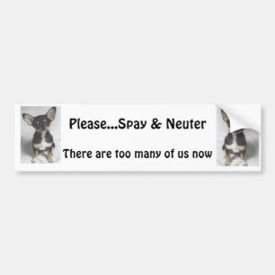 Adesivo Para Carro A chihuahua, por favor Spay & neutraliza