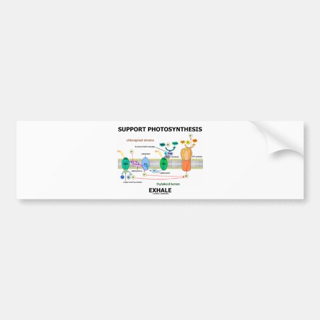 Adesivo Para Carro A fotossíntese do apoio expira (o humor da (Frente)