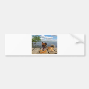 Adesivo Para Carro Adorável cão anão peludo