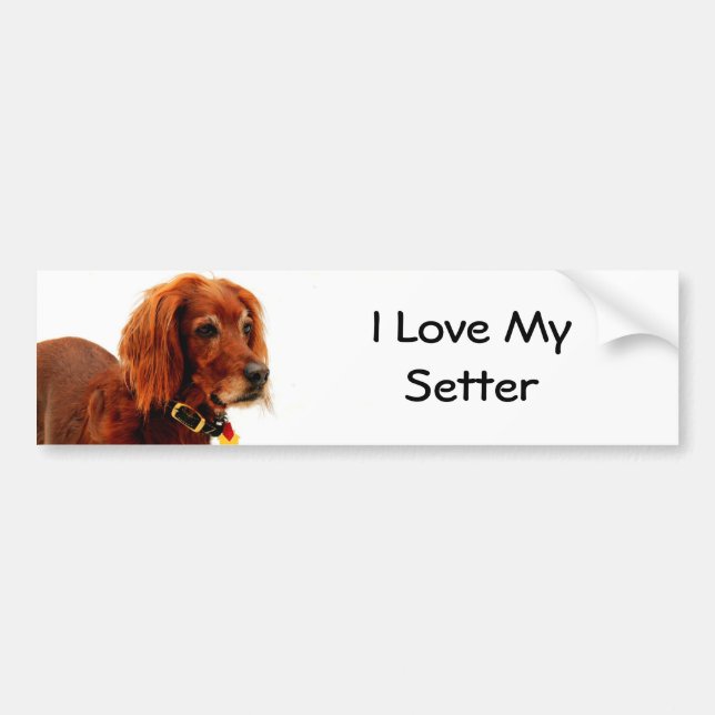 Adesivo Para Carro Amor do setter (Frente)