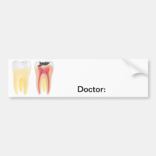 Adesivo Para Carro Anatomia dos dentes