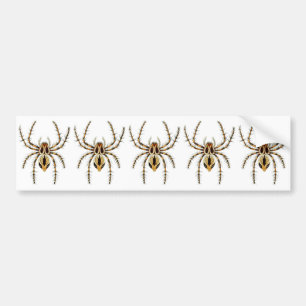 Adesivo Para Carro Aranha do lince