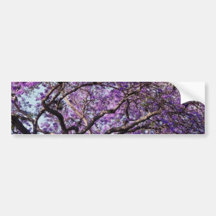 Adesivo Para Carro Árvore do Jacaranda em flores da flor do primaver