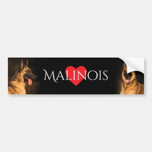 Adesivo Para Carro Autocolante no vidro traseiro de Malinois