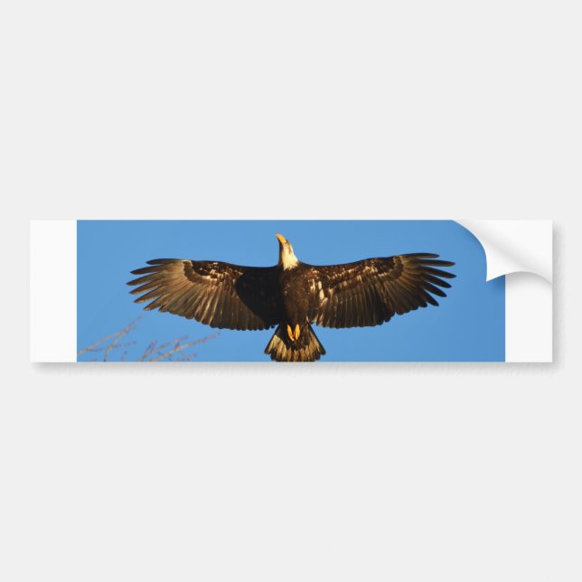Adesivo Para Carro Bald Eagle Soaring1 (Frente)