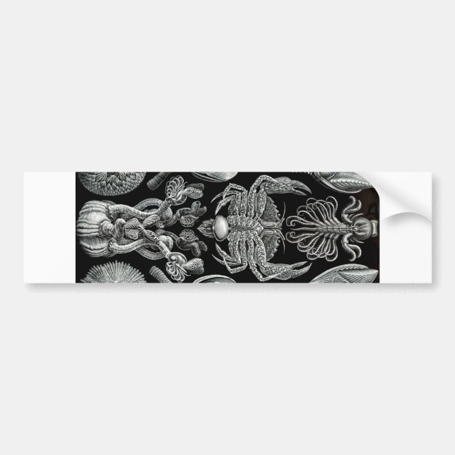 Adesivo Para Carro Barnacles (Frente)