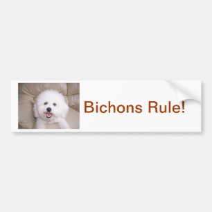 Adesivo Para Carro Bichon Frise