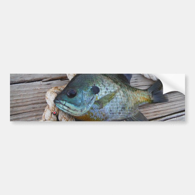 Adesivo Para Carro Bluegill fish on dock and rope (Frente)
