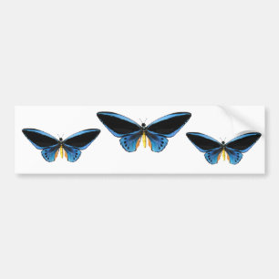 Adesivo Para Carro Borboleta de Birdwing