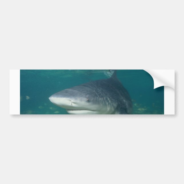 Adesivo Para Carro Bullshark (Frente)
