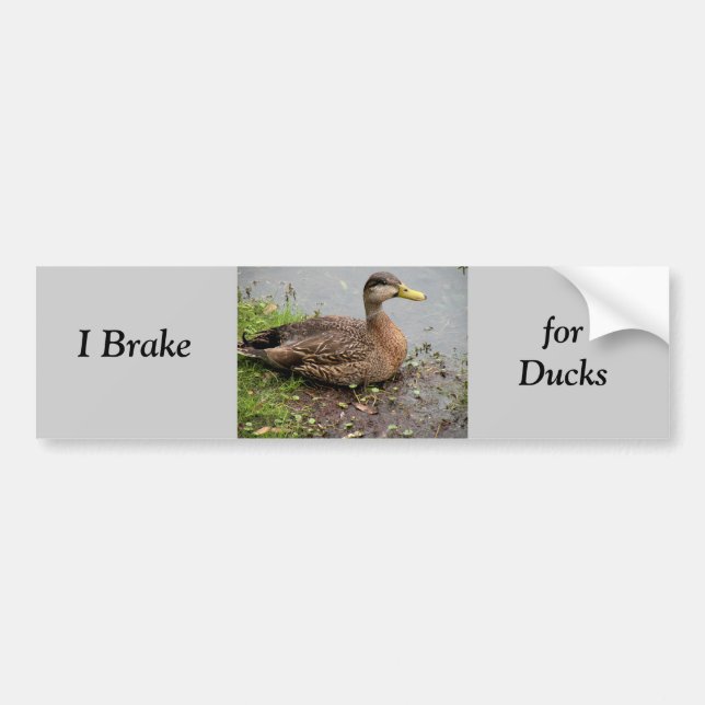 Adesivo Para Carro Bumper Sticker, Brake for Ducks (Frente)