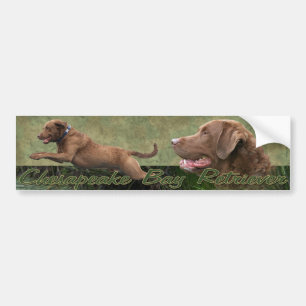 Adesivo Para Carro Bumpersticker do Retriever de baía de Chesapeake