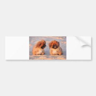 Adesivo Para Carro Cães bonitos de Pekingese