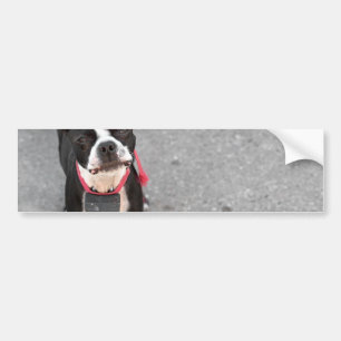 Adesivo Para Carro Cão de Boston Terrier