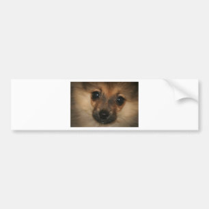 Adesivo Para Carro Cão fantasma