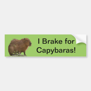 Adesivo Para Carro Capybara