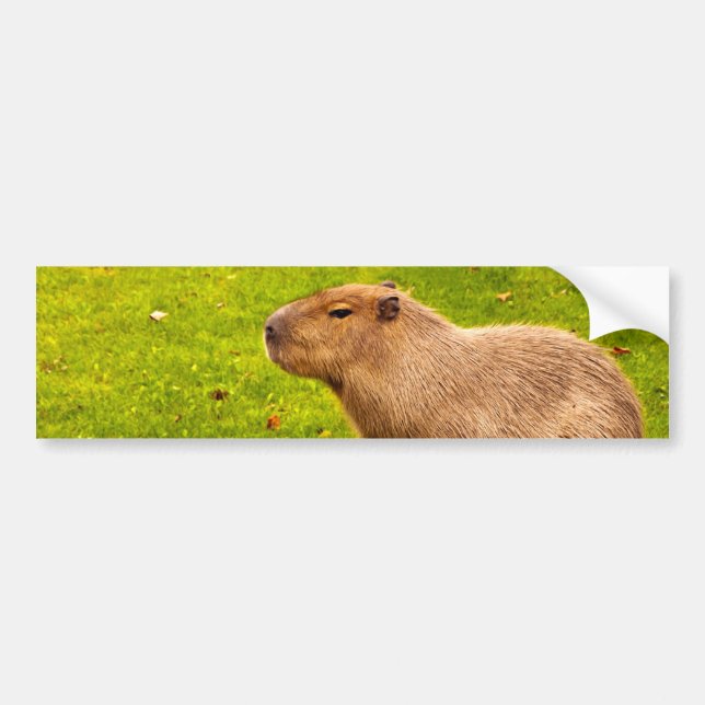 Adesivo Para Carro Capybara (Frente)