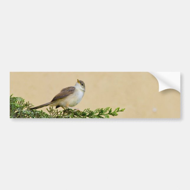 Adesivo Para Carro Cartão-postal Sparrow (Frente)