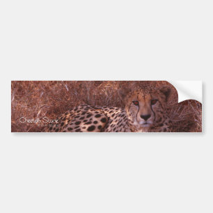 Adesivo Para Carro Cheetah Stare