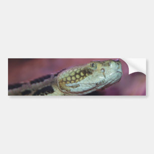Adesivo Para Carro Cobra assustador