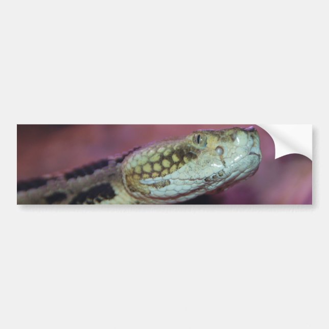 Adesivo Para Carro Cobra assustador (Frente)