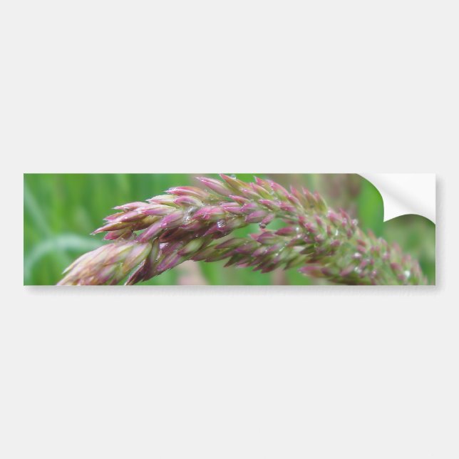 Adesivo Para Carro Como a grama cresce com o bastão (Frente)