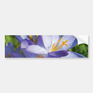 Adesivo Para Carro Crocus