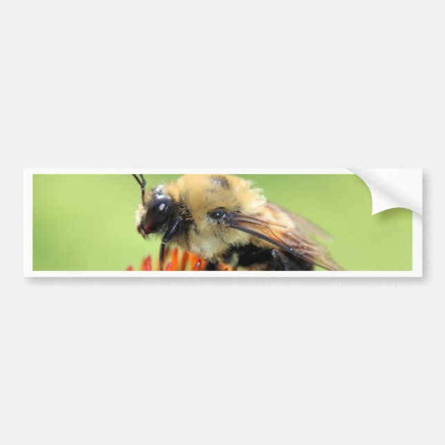Adesivo Para Carro Cutie bumble (Frente)