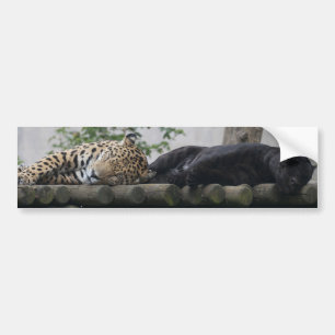 Adesivo Para Carro Dormindo Jaguares