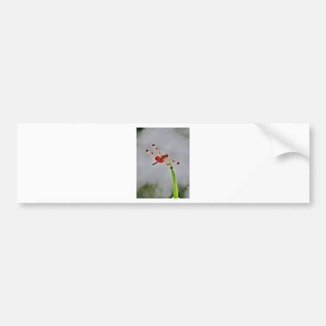 ADESIVO PARA CARRO DSC00029.JPG (Frente)