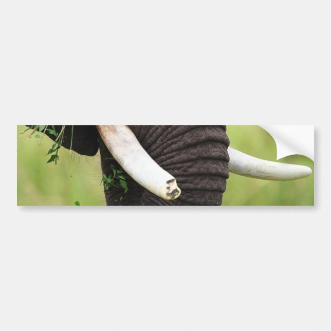 Adesivo Para Carro Elefante (Frente)