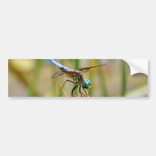 Adesivo Para Carro Erva de areia e Dragonfly