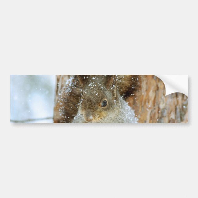 Adesivo Para Carro Esquilo bonito numa paisagem de inverno (Frente)