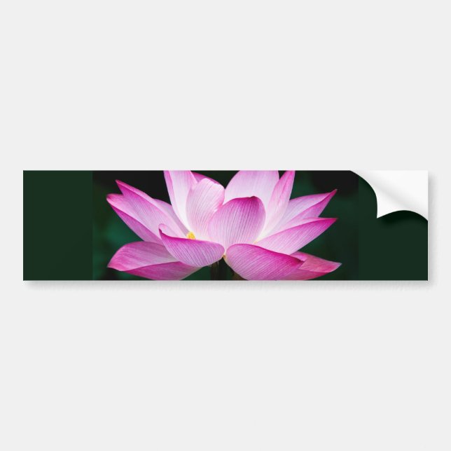 Adesivo Para Carro Flor de Lotus Rosa (Frente)