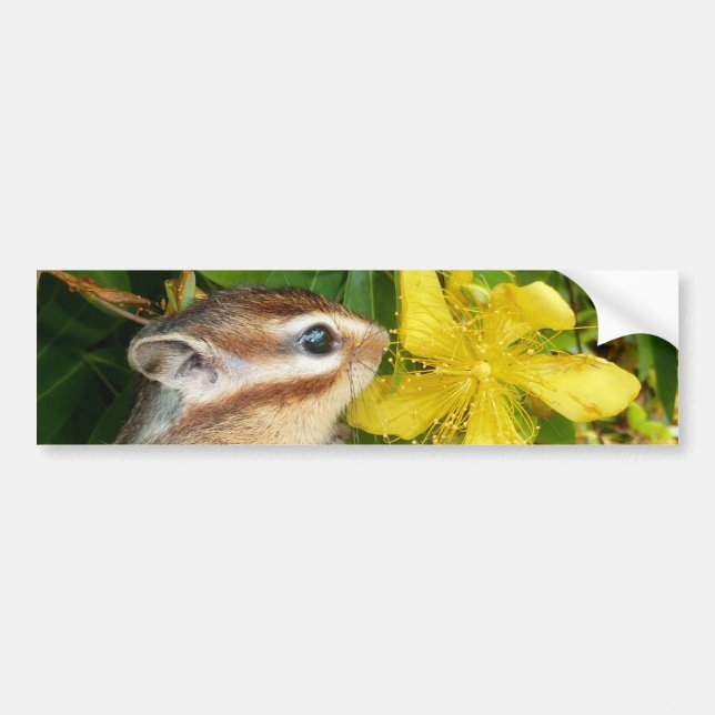 Adesivo Para Carro Flor e Chipmunk amarelos (4) (Frente)