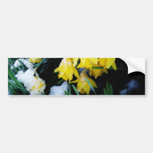Adesivo Para Carro Flores amarelas dos Daffodils na neve