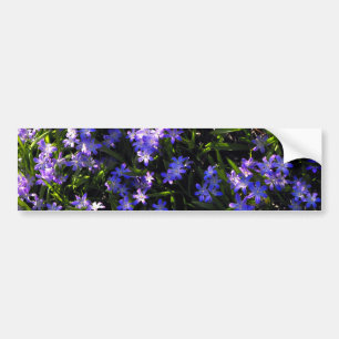 Adesivo Para Carro Flores azuis do primavera do Squill
