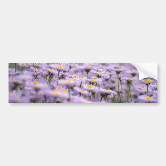 Adesivo Para Carro Flores de Aster Roxo (Frente)