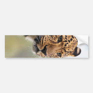 Adesivo Para Carro Foto de Leopard